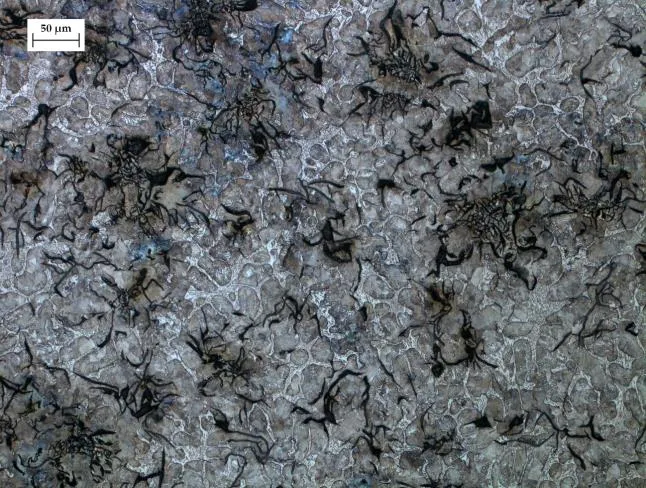 Micrografia do ferro fundido da estrutura histórica, com grafita visível